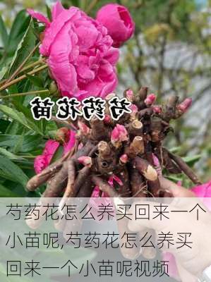 芍药花怎么养买回来一个小苗呢,芍药花怎么养买回来一个小苗呢视频