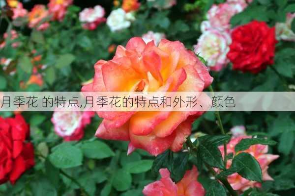 月季花 的特点,月季花的特点和外形、颜色