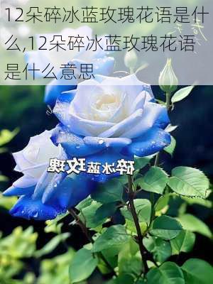 12朵碎冰蓝玫瑰花语是什么,12朵碎冰蓝玫瑰花语是什么意思