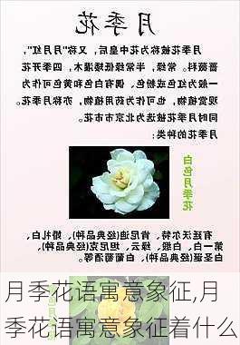 月季花语寓意象征,月季花语寓意象征着什么