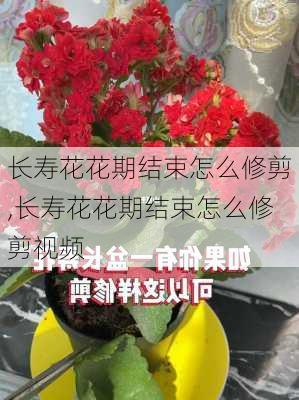 长寿花花期结束怎么修剪,长寿花花期结束怎么修剪视频