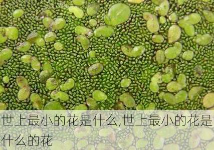 世上最小的花是什么,世上最小的花是什么的花