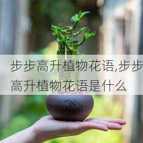 步步高升植物花语,步步高升植物花语是什么