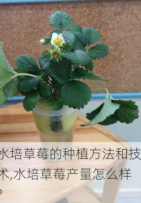 水培草莓的种植方法和技术,水培草莓产量怎么样?