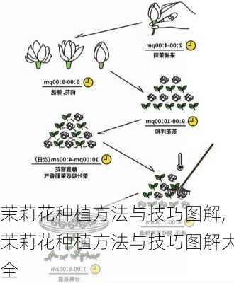 茉莉花种植方法与技巧图解,茉莉花种植方法与技巧图解大全