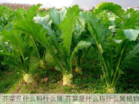 芥菜是什么科什么属,芥菜是什么科什么属植物