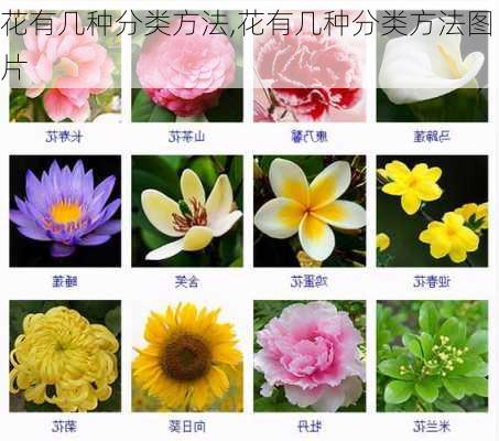 花有几种分类方法,花有几种分类方法图片