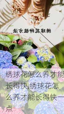 绣球花怎么养才能长得快,绣球花怎么养才能长得快一点