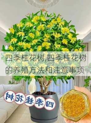 四季桂花树,四季桂花树的养殖方法和注意事项