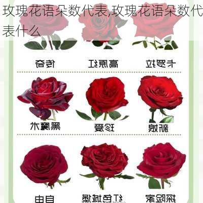 玫瑰花语朵数代表,玫瑰花语朵数代表什么