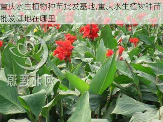 重庆水生植物种苗批发基地,重庆水生植物种苗批发基地在哪里