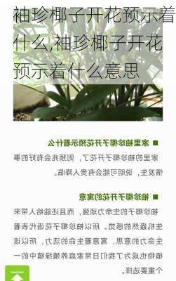 袖珍椰子开花预示着什么,袖珍椰子开花预示着什么意思