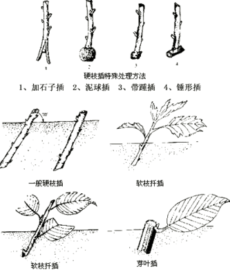 马尼拉草坪扦插法,马尼拉草坪扦插法图解