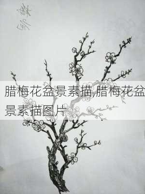 腊梅花盆景素描,腊梅花盆景素描图片