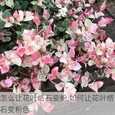 怎么让花叶络石变粉,如何让花叶络石变粉色