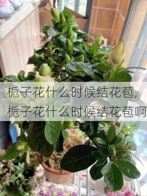 栀子花什么时候结花苞,栀子花什么时候结花苞啊