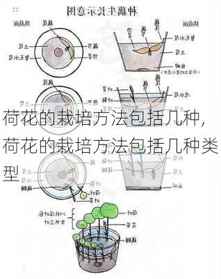 荷花的栽培方法包括几种,荷花的栽培方法包括几种类型