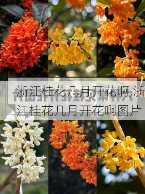 浙江桂花几月开花啊,浙江桂花几月开花啊图片