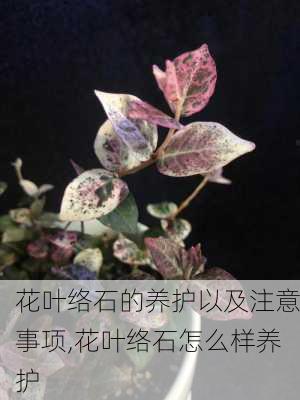 花叶络石的养护以及注意事项,花叶络石怎么样养护