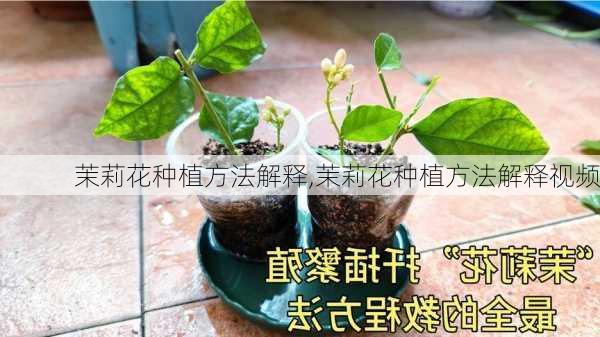 茉莉花种植方法解释,茉莉花种植方法解释视频