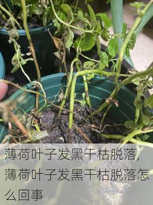 薄荷叶子发黑干枯脱落,薄荷叶子发黑干枯脱落怎么回事