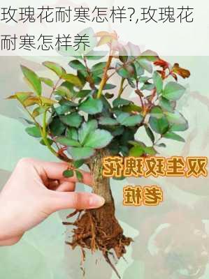 玫瑰花耐寒怎样?,玫瑰花耐寒怎样养