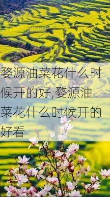 婺源油菜花什么时候开的好,婺源油菜花什么时候开的好看