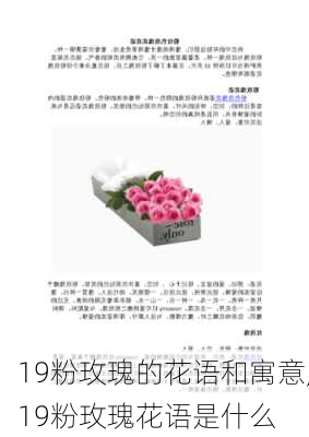 19粉玫瑰的花语和寓意,19粉玫瑰花语是什么