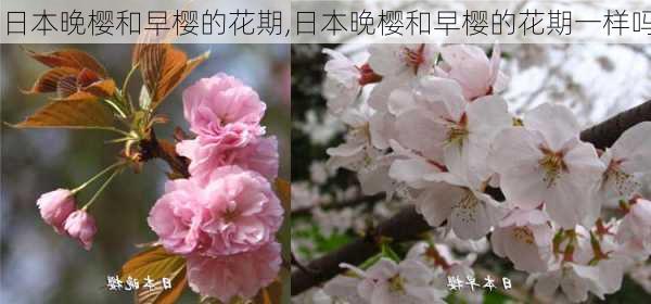 日本晚樱和早樱的花期,日本晚樱和早樱的花期一样吗