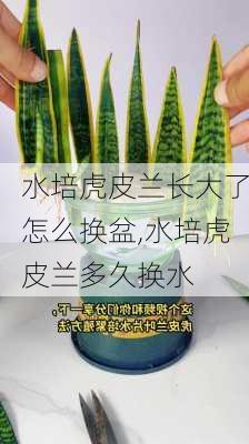 水培虎皮兰长大了怎么换盆,水培虎皮兰多久换水