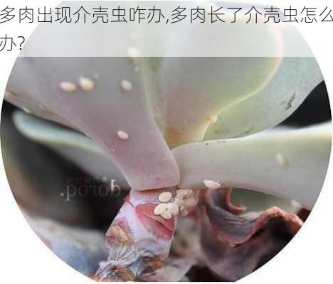 多肉出现介壳虫咋办,多肉长了介壳虫怎么办?