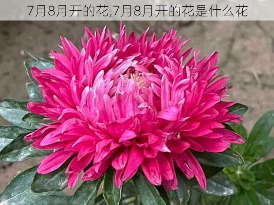 7月8月开的花,7月8月开的花是什么花