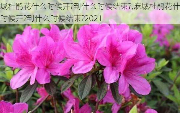 麻城杜鹃花什么时候开?到什么时候结束?,麻城杜鹃花什么时候开?到什么时候结束?2021