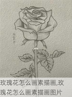 玫瑰花怎么画素描画,玫瑰花怎么画素描画图片