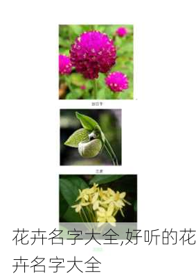 花卉名字大全,好听的花卉名字大全