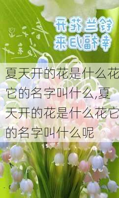 夏天开的花是什么花它的名字叫什么,夏天开的花是什么花它的名字叫什么呢