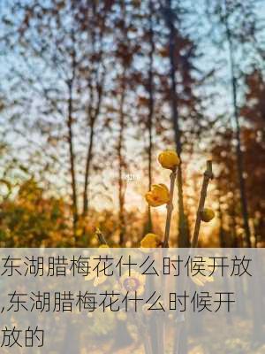 东湖腊梅花什么时候开放,东湖腊梅花什么时候开放的