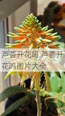 芦荟开花吗,芦荟开花吗图片大全