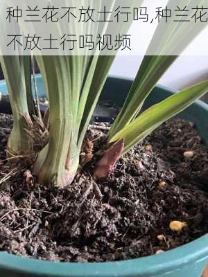 种兰花不放土行吗,种兰花不放土行吗视频