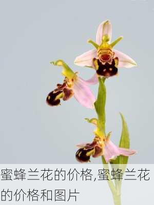 蜜蜂兰花的价格,蜜蜂兰花的价格和图片