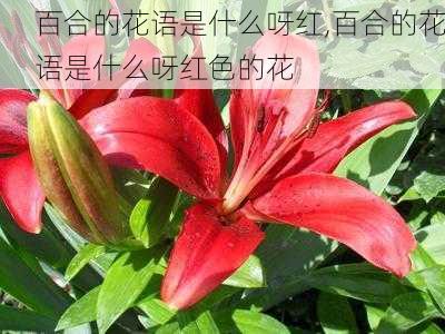 百合的花语是什么呀红,百合的花语是什么呀红色的花