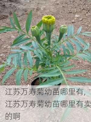 江苏万寿菊幼苗哪里有,江苏万寿菊幼苗哪里有卖的啊