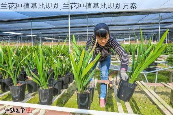 兰花种植基地规划,兰花种植基地规划方案