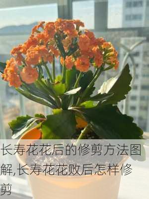 长寿花花后的修剪方法图解,长寿花花败后怎样修剪