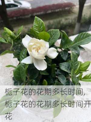 栀子花的花期多长时间,栀子花的花期多长时间开花