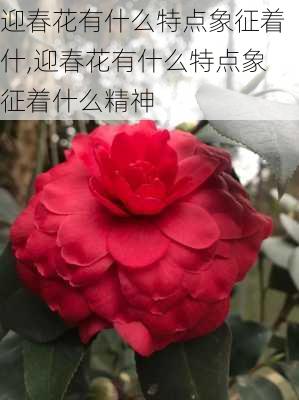 迎春花有什么特点象征着什,迎春花有什么特点象征着什么精神