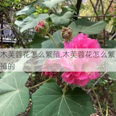 木芙蓉花怎么繁殖,木芙蓉花怎么繁殖的