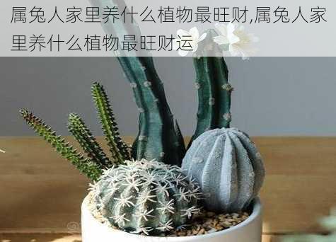 属兔人家里养什么植物最旺财,属兔人家里养什么植物最旺财运