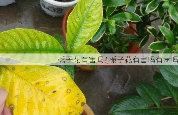 栀子花有害吗?,栀子花有害吗有毒吗