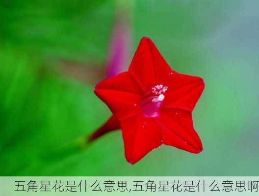 五角星花是什么意思,五角星花是什么意思啊